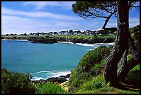 Tree and Ocean. Mendocino, California, USA