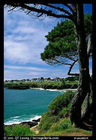 Tree, ocean, town on a bluff. Mendocino, California, USA