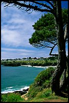 Tree, ocean, town on a bluff. Mendocino, California, USA