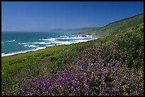 Purple wildflowers and Ocean near Fort Bragg. Fort Bragg, California, USA ( color)