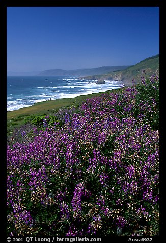 Purple wildflowers and Ocean near Fort Bragg. Fort Bragg, California, USA (color)