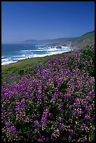 Purple wildflowers and Ocean near Fort Bragg. Fort Bragg, California, USA