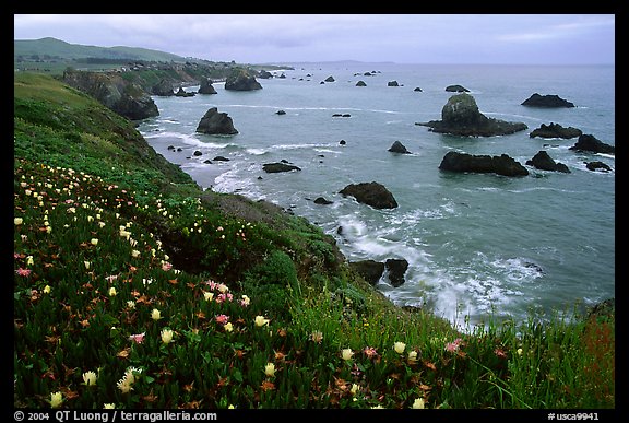 Iceplant and coast near Ocean View. Sonoma Coast, California, USA