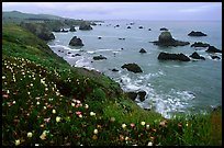 Iceplant and coast near Ocean View. Sonoma Coast, California, USA (color)