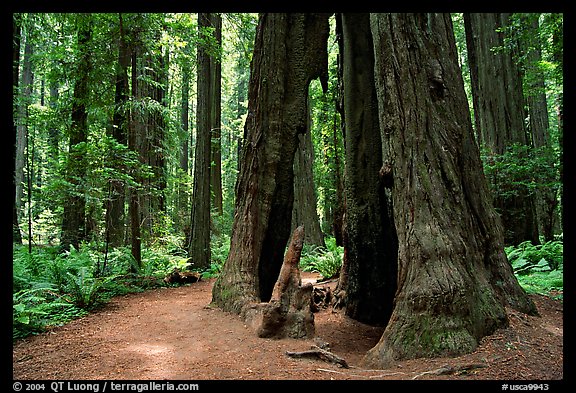 Hollowed tree, Humbolt Redwood State Park. California, USA (color)