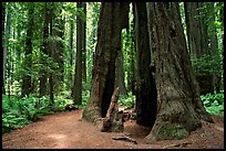 Hollowed tree, Humbolt Redwood State Park. California, USA (color)