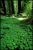 Redwood sorrel (Oxalis oreganum) and Redwoods, Humbolt Redwood State Park. California, USA