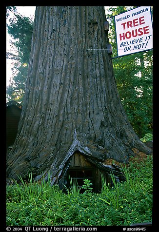 World Famous Tree House,  near Leggett. California, USA (color)