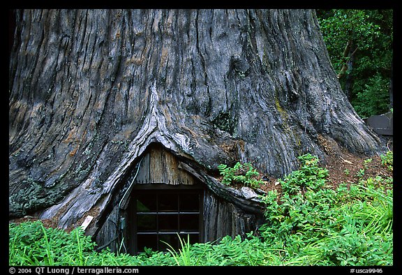 Tree House, a room inside the hollowed base of a living redwood tree,  near Leggett. California, USA