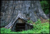 Tree House, a room inside the hollowed base of a living redwood tree,  near Leggett. California, USA (color)