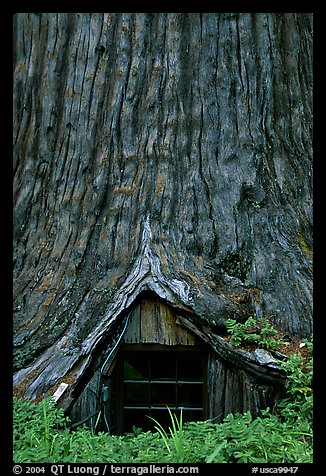 Tree House, a room inside the hollowed base of a living redwood tree,  near Leggett. California, USA