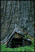 Tree House, a room inside the hollowed base of a living redwood tree,  near Leggett. California, USA ( color)