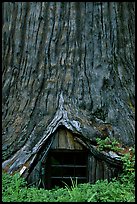 Tree House, a room inside the hollowed base of a living redwood tree,  near Leggett. California, USA (color)