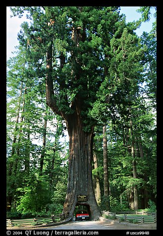 Drive-Through Chandelier Tree, Leggett. California, USA (color)