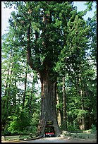 Drive-Through Chandelier Tree, Leggett. California, USA (color)