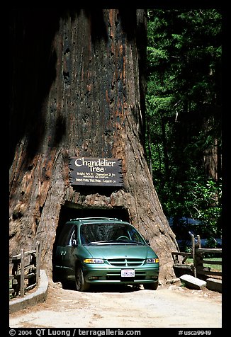 Van driving through the Chandelier Tree, Leggett, afternoon. California, USA (color)