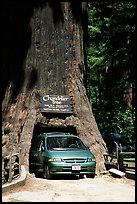 Van driving through the Chandelier Tree, Leggett, afternoon. California, USA