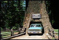 Truck driving through Drive-Through Tree, Leggett. California, USA