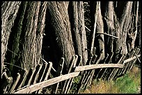 Old fence and trees, late afternoon. California, USA (color)