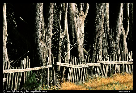 Old fence and trees, late afternoon. California, USA (color)