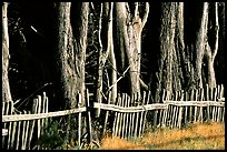 Old fence and trees, late afternoon. California, USA