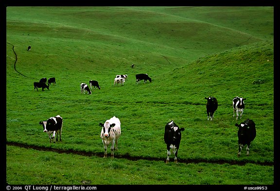 Cows in green pastoral lands. Point Reyes National Seashore, California, USA