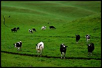 Cows in green pastoral lands. Point Reyes National Seashore, California, USA