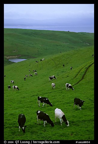 Cows in green pastures near Drakes Estero. Point Reyes National Seashore, California, USA (color)