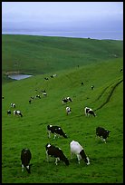 Cows in green pastures near Drakes Estero. Point Reyes National Seashore, California, USA ( color)