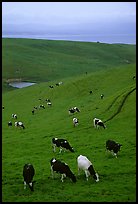 Cows in green pastures near Drakes Estero. Point Reyes National Seashore, California, USA (color)