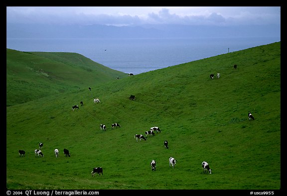 Cows on green hills near Drakes Estero. Point Reyes National Seashore, California, USA (color)