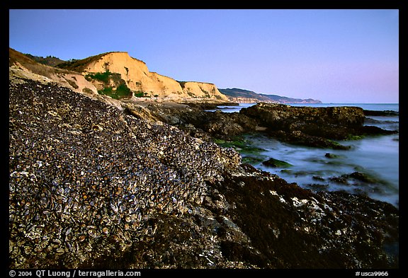 Mussels and Cliffs, Sculptured Beach, sunset. Point Reyes National Seashore, California, USA