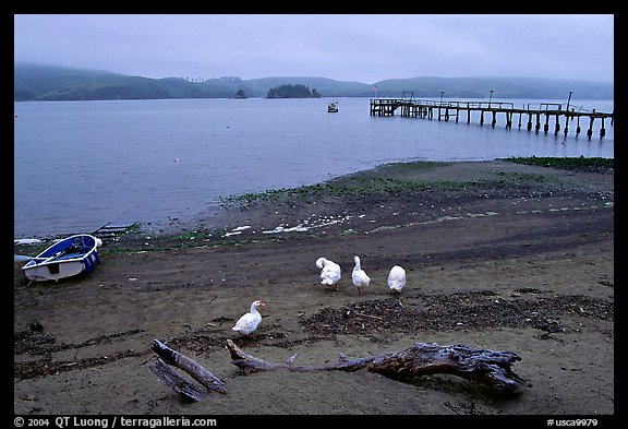 Ducks and Pier, Tomales Bay. California, USA (color)