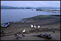 Ducks and Pier, Tomales Bay. California, USA