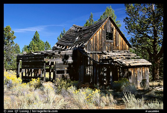 Abandoned wooden cabin. California, USA (color)