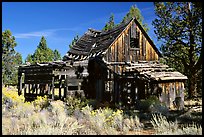 Abandoned wooden cabin. California, USA (color)