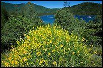 Bush in bloom with yellow flowers, and Shasta Lake criscrossed by watercrafts. California, USA (color)