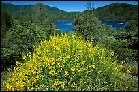 Bush in bloom with yellow flowers, and Shasta Lake criscrossed by watercrafts. California, USA