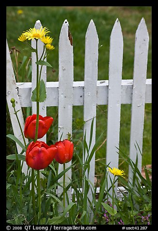 Flowers and white fence, Old Saybrook. Connecticut, USA (color)