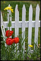 Flowers and white fence, Old Saybrook. Connecticut, USA ( color)