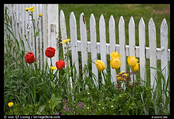 Tulips and white picket fence, Old Saybrook. Connecticut, USA