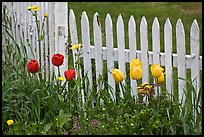 Tulips and white picket fence, Old Saybrook. Connecticut, USA (color)