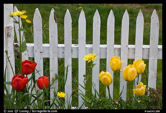 Yellow and red tulips, white picket fence, Old Saybrook. Connecticut, USA