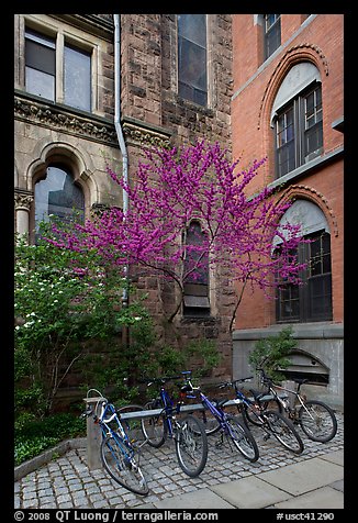 Redbud and bicycles in building corner. Yale University, New Haven, Connecticut, USA