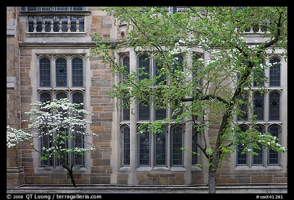 Spring leaves, blooms, and facade detail. Yale University, New Haven, Connecticut, USA