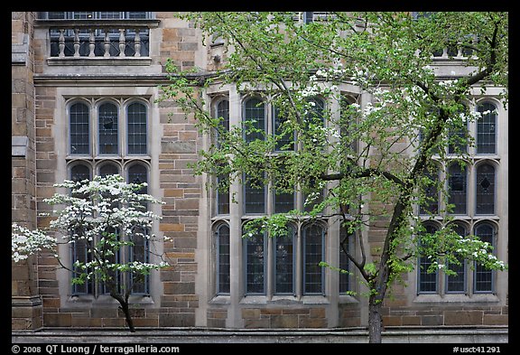 Spring leaves, blooms, and facade detail. Yale University, New Haven, Connecticut, USA (color)