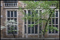 Spring leaves, blooms, and facade detail. Yale University, New Haven, Connecticut, USA