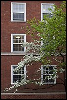 Dogwoods and red brick facade, Essex. Yale University, New Haven, Connecticut, USA