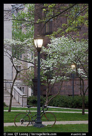 Street lamp and dogwoods in bloom, Essex. Yale University, New Haven, Connecticut, USA (color)