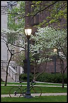 Street lamp and dogwoods in bloom, Essex. Yale University, New Haven, Connecticut, USA (color)